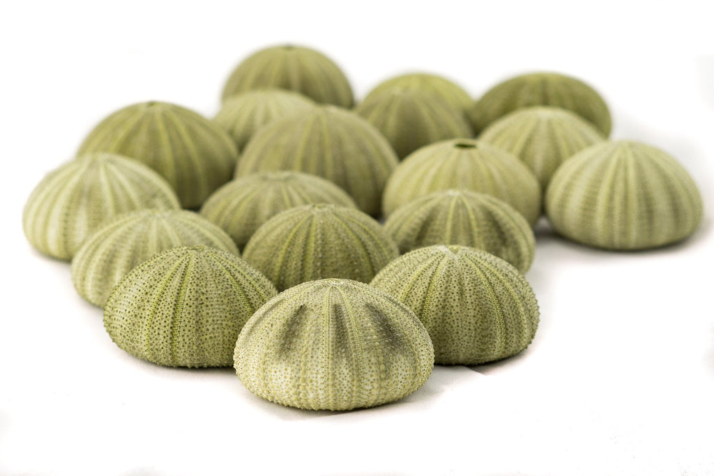 Sea Urchins Shells for Air Plants - 18 Green (1.75-2.5") Sea Urchin Shells - Hanging Air Plant Holder - Air Plants