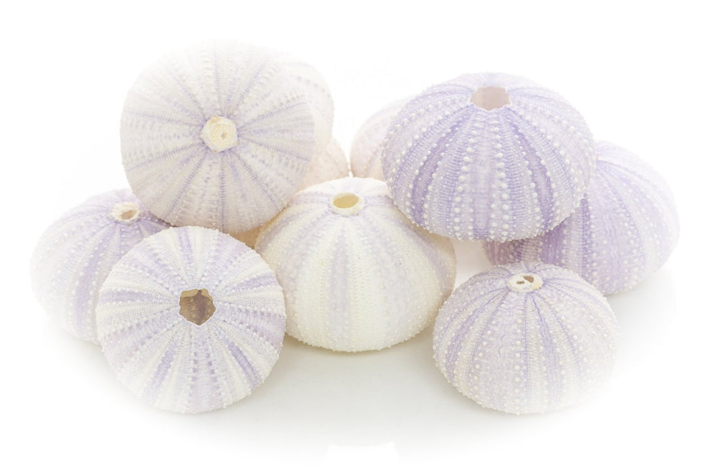 Sea Urchins Shells for Air Plants - 10 Purple (1.5-2.5") Sea Urchin Shells - Hanging Air Plant Holder - Air Plants