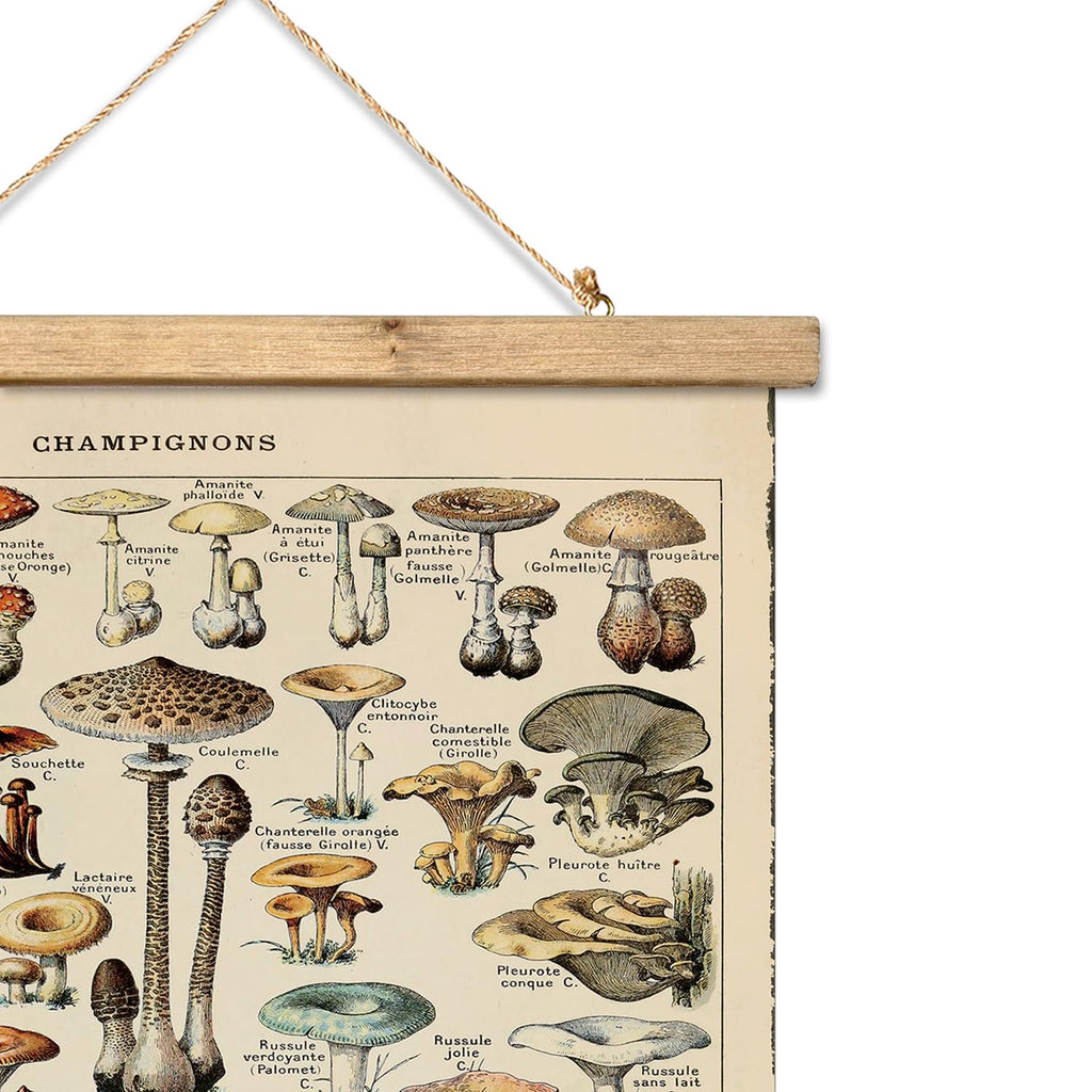 Vintage Mushroom Poster with Wooden Frame - Classic Botanical Print with Variety of Fungi Species - Retro Style Wall