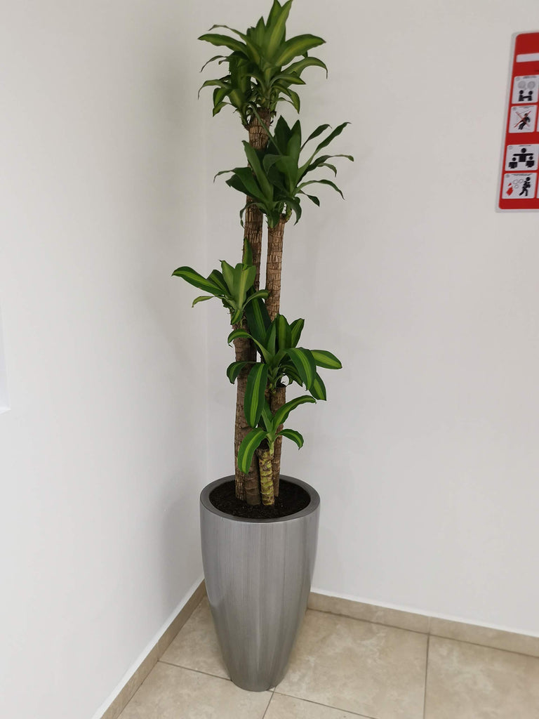 Timbal Fiberglass 24.4 in Tall Elegant Planter Indoor Outoor Colors