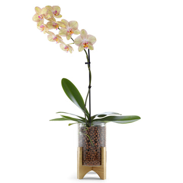 C6 Glass Propagation Vase, Wood Base - LECA Orchid Planter
