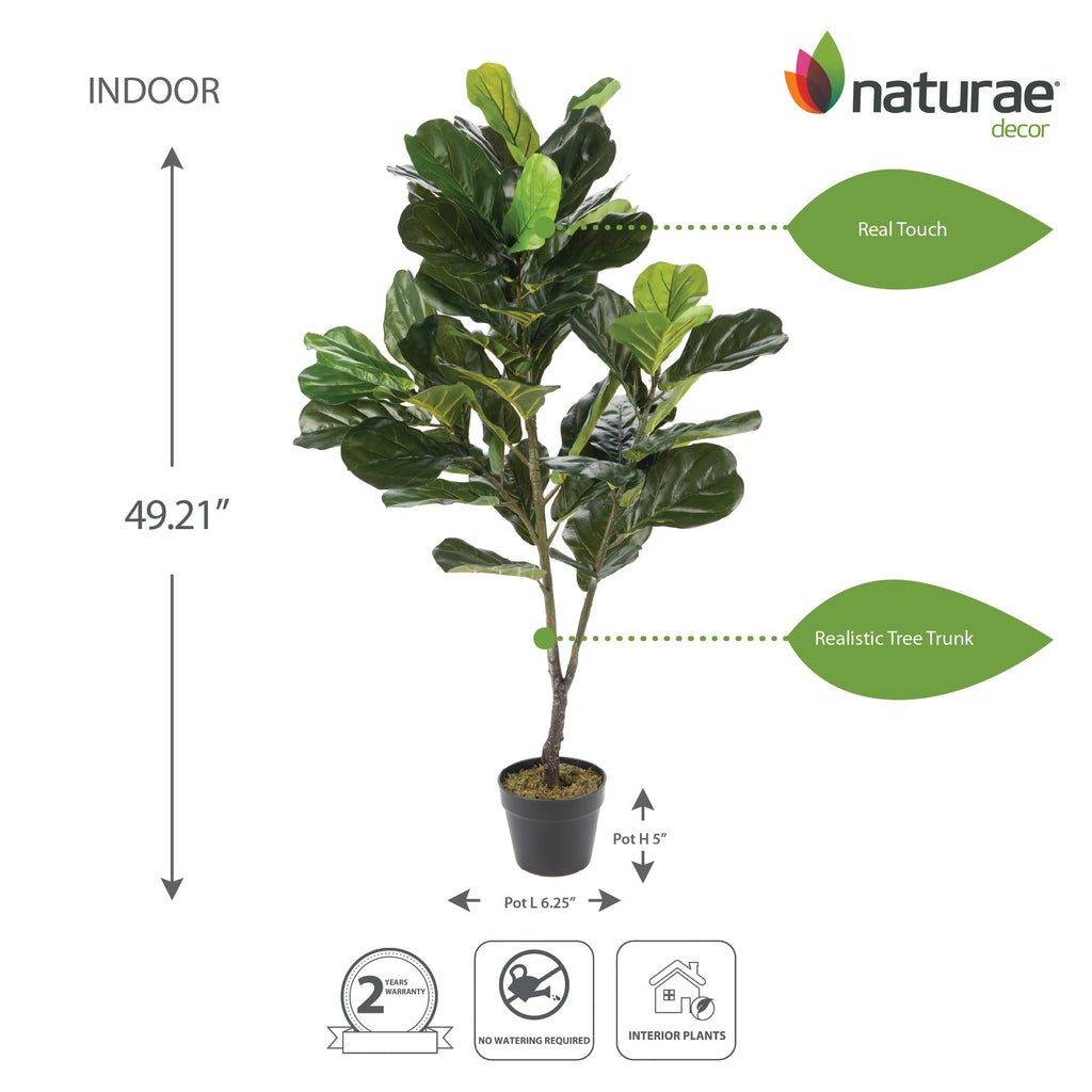 Fiddle Plant - Lifelike Artificial Indoor House Plant - 49 in High