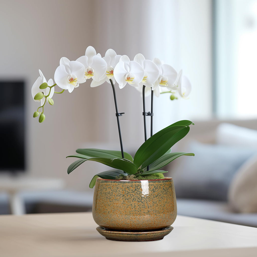 6 Inch Plant Pot - Ceramic Succulent Pots with Drainage and Ceramic Tray, Round Planter for Indoor Outdoor Plants
