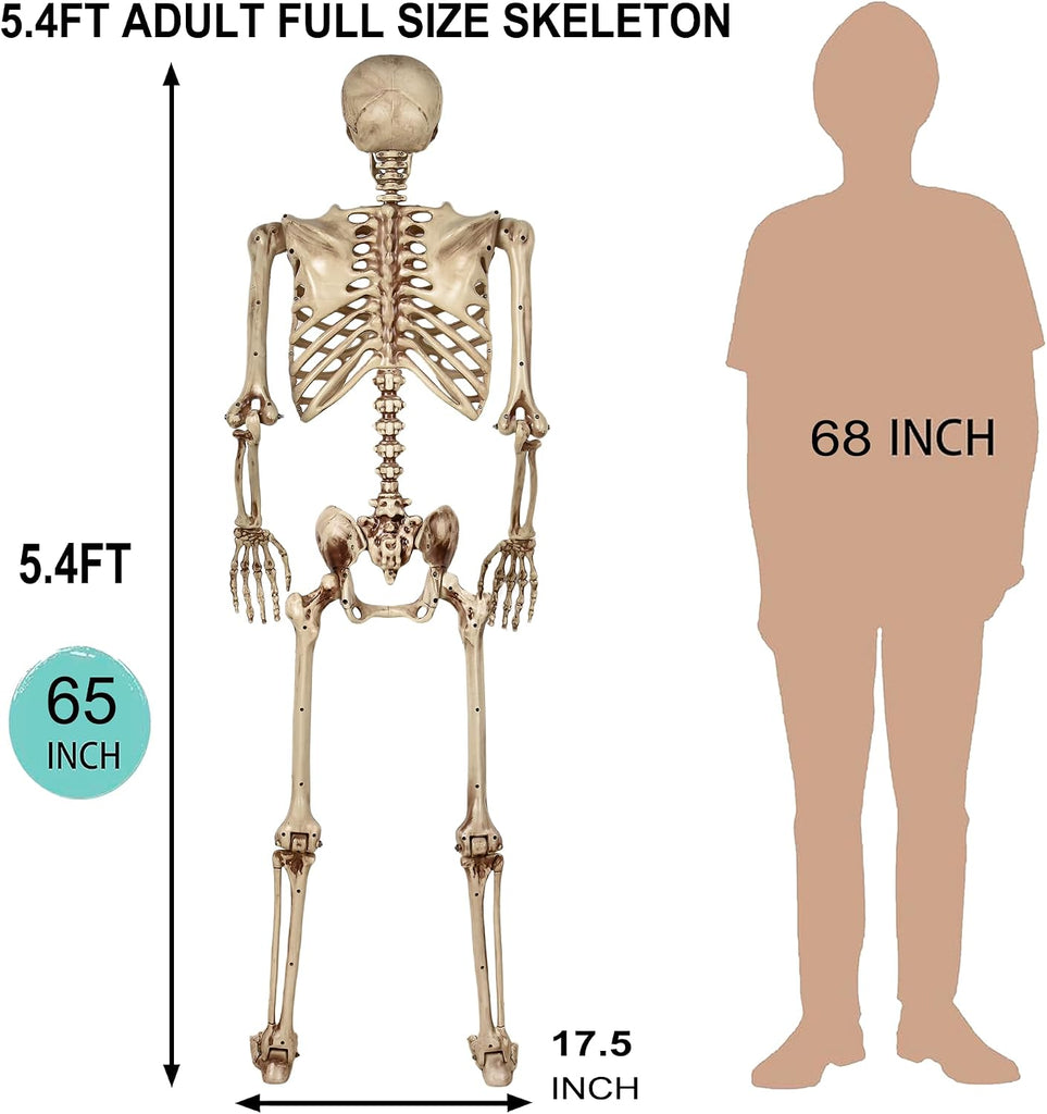 5.4ft Life Size Skeleton,Poseable Halloween Giant Skeletons Decorations Outdoor,Full Body Human Bones with Movable