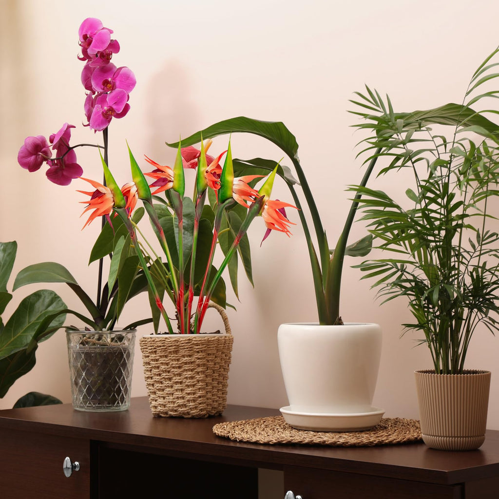 6 PCS Artificial Bird of Paradise Flowers, Real Touch 26inch Long Stem Flower Made of Soft Rubber PU for Indoor