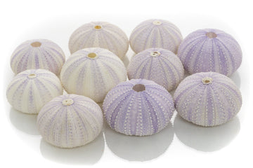 Sea Urchins Shells for Air Plants - 10 Purple (1.5-2.5") Sea Urchin Shells - Hanging Air Plant Holder - Air Plants