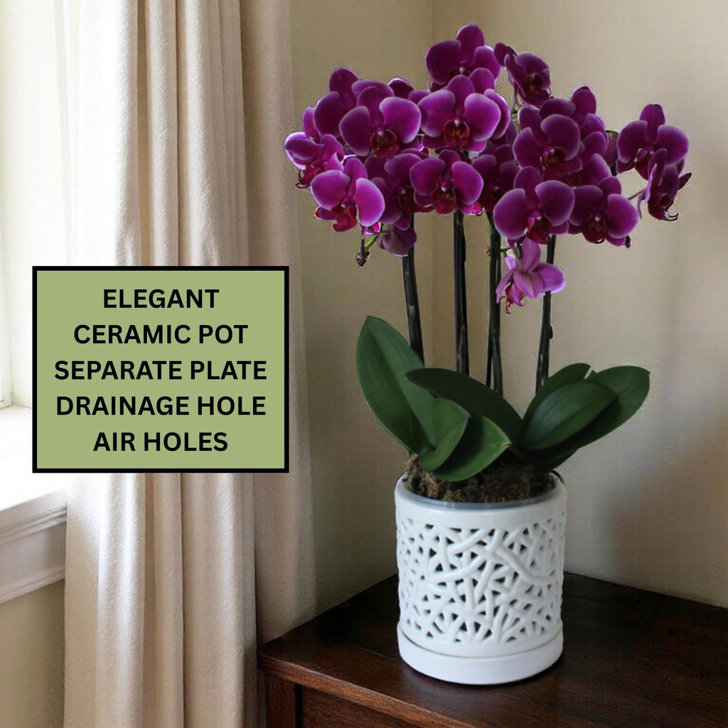 Set of 2 Large Ceramic Orchid Pots with Holes, 6 Inches Wide, for Indoors or Outdoors with Woven String Cut Out Design