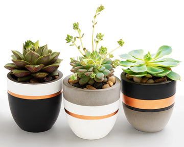 Hand Painted Indoor Plant Pots, Set of 3 Modern Cement Succulent Pots with Drainage, Best Planters for Cactus, Herbs