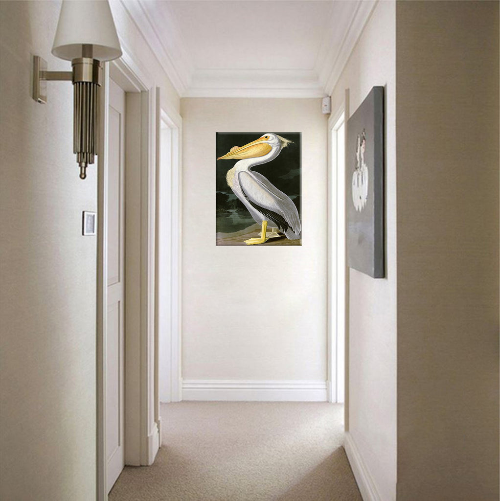 ART - American White Pelican, by John James Audubon. The Birds of America Reproductions. Giclee Print Acrylic Coating