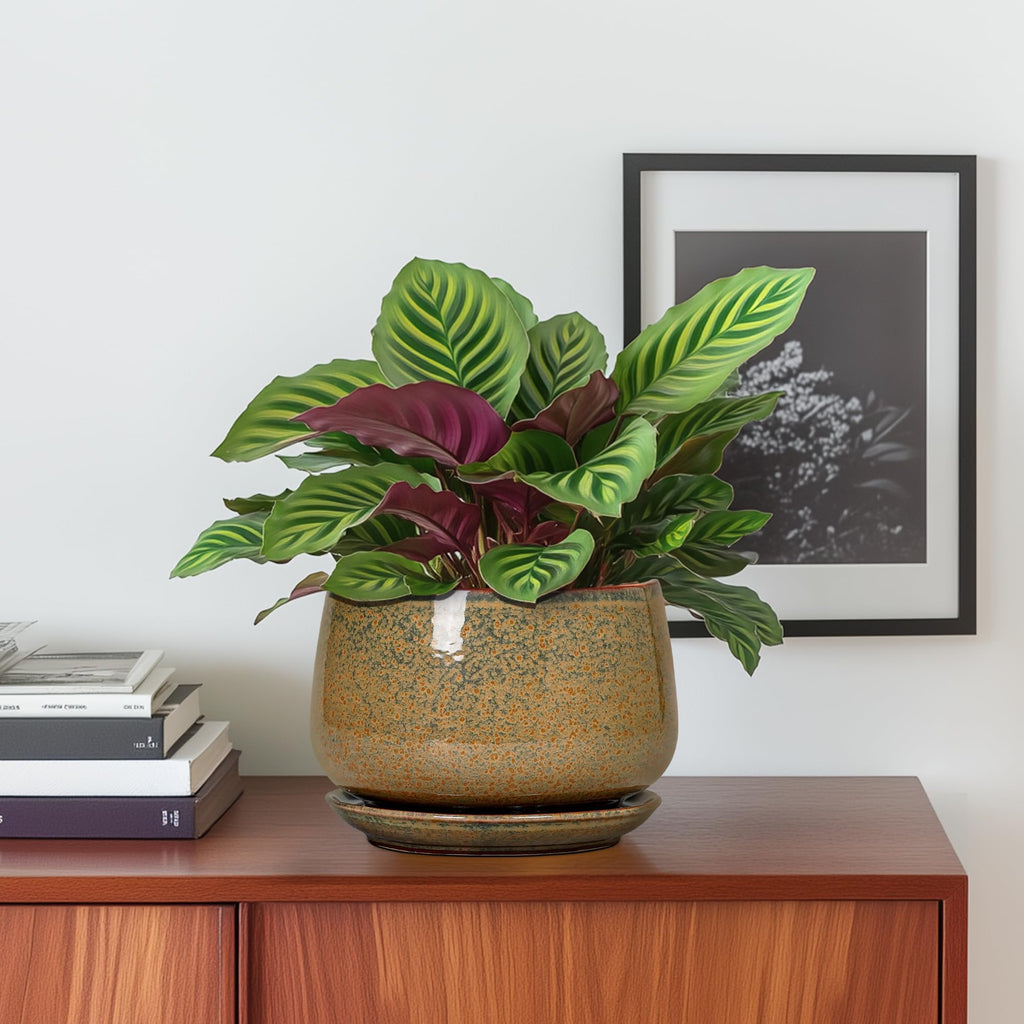 6 Inch Plant Pot - Ceramic Succulent Pots with Drainage and Ceramic Tray, Round Planter for Indoor Outdoor Plants