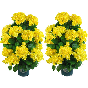 Faux Hydrangea Tree 30" Tall (2 Pack), Artificial Hydrangea Plant in Pot with Yellow Flowers, Realistic Hydrangea