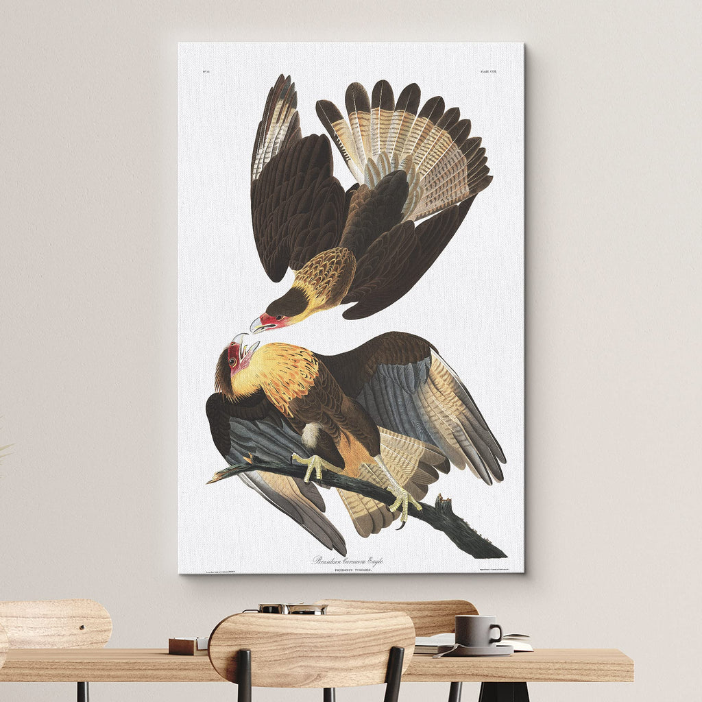 Canvas Print Wall Art Brazilian Caracara Eagle by John James Audubon Animals Birds Illustrations Modern Art Rustic