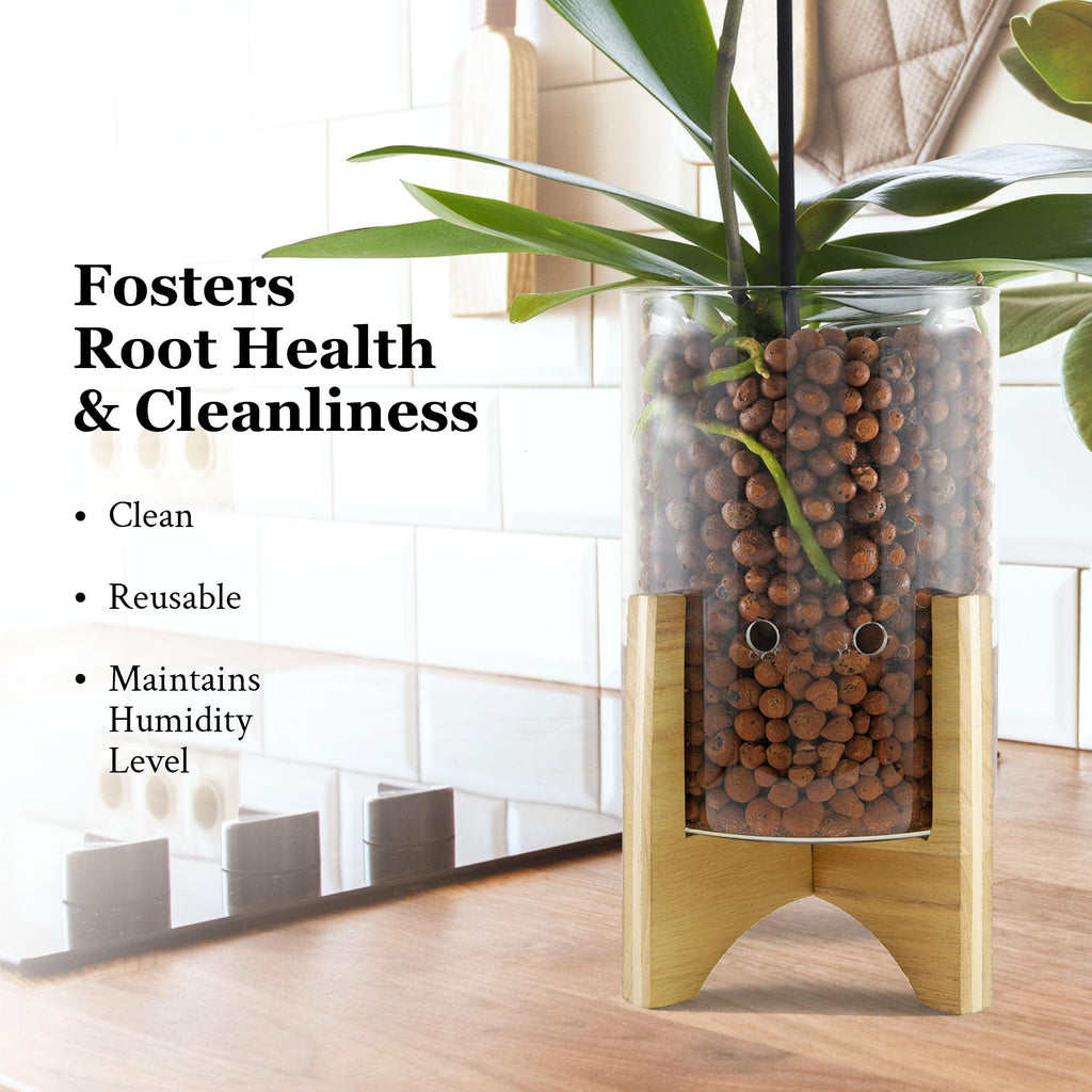 C6 Glass Propagation Vase, Wood Base - LECA Orchid Planter