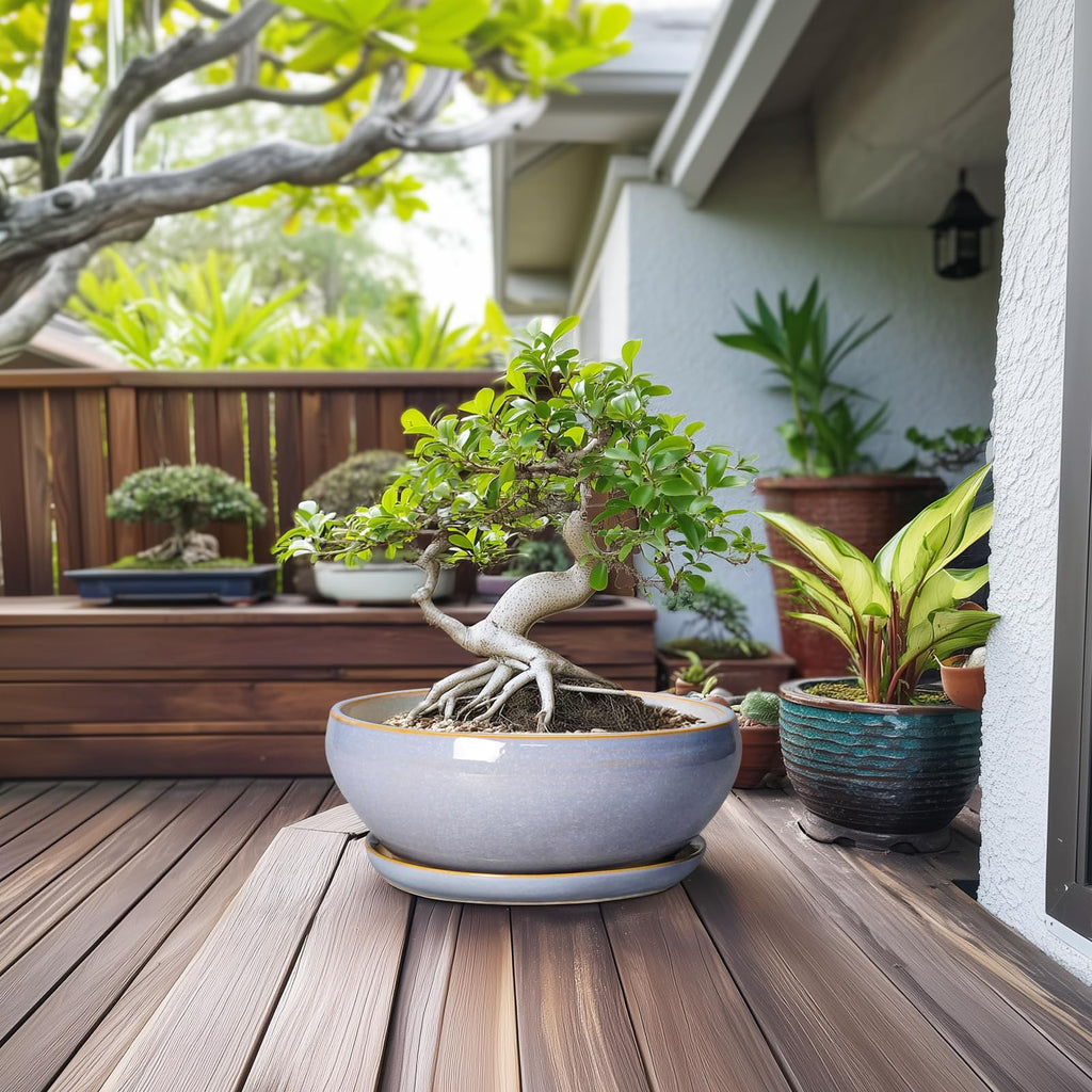 12 Inch Bonsai Pots - Shallow Ceramic Planter for Indoor Plants Outdoor, Large Succulent Pots with Drainage Hole and