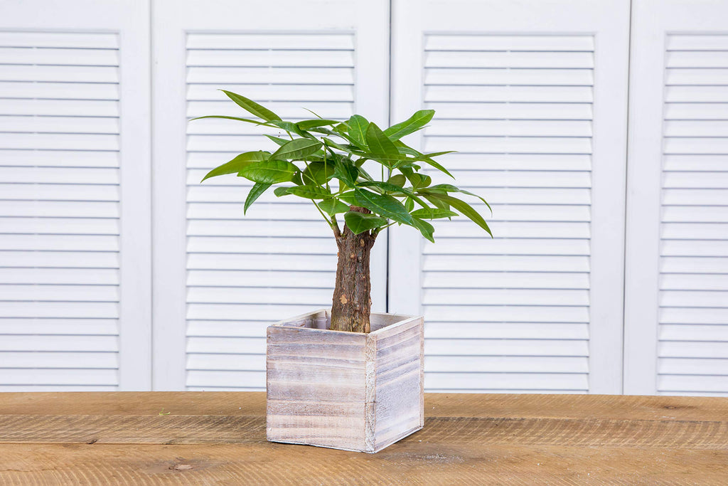 Wood Planter Box 4 Inch Square, Whitewash Color, Plastic Liner, Garden Centerpiece Display, Wedding Flowers Holder