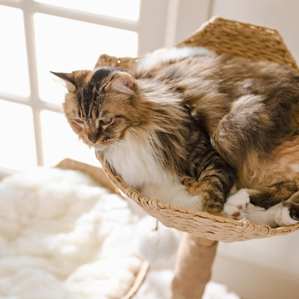 Modern Cat Tree Tower, Real Branch Wood Condo for Large Cats