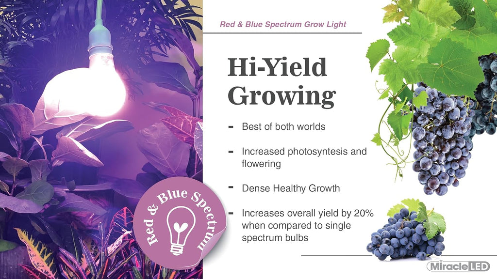 4KK Indoor Grow Light Bulb - 4000K Red and Blue Spectrum Grow Bulbs for Vegetables, Herbs, Hydroponics. (2-Pack)