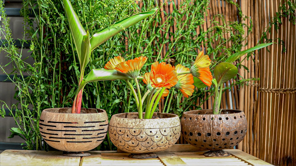 Hand-Carved Dragon Scales Coconut Shell Succulent Planter - Eco-Friendly, Sustainable Natural Pot for Indoor Plants