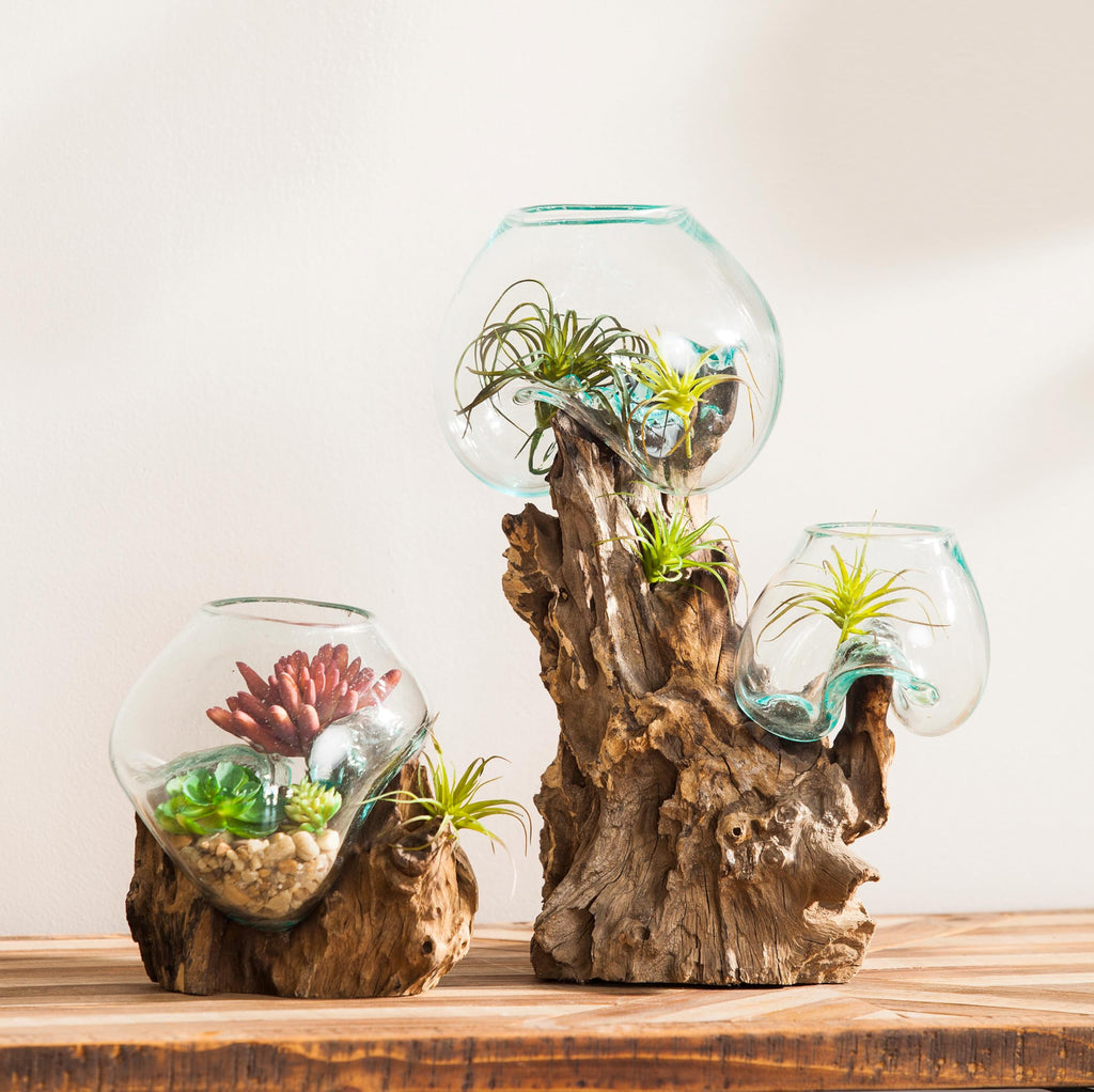 7" Hand-Blown Blue Tinted Bubble Glass On Natural Teak Driftwood Terrarium Kit | Home Décor Indoor Planter with
