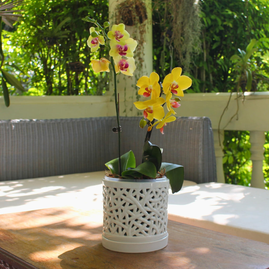 Set of 2 Large Ceramic Orchid Pots with Holes, 6 Inches Wide, for Indoors or Outdoors with Woven String Cut Out Design