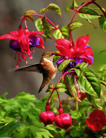 Hummingbird on Fuchsia Flowers Panel - Panel Size is 13.5" X 17.5", Quality Quilting Cotton