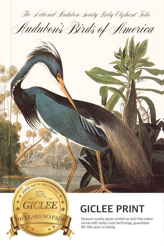 ART - American White Pelican, by John James Audubon. The Birds of America Reproductions. Giclee Print Acrylic Coating