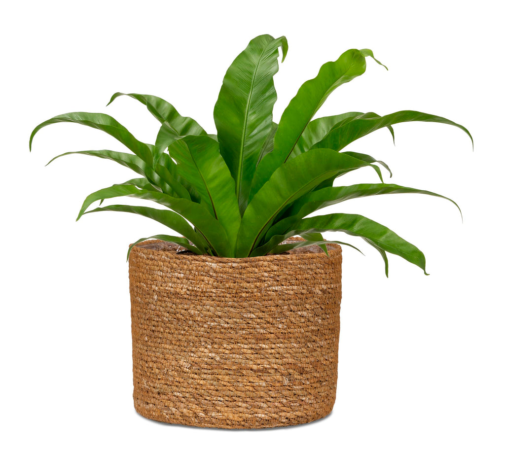 Seagrass 26 Basket Planter/Basket Planter/Basket Pot Made of Seagrass Colour: Groove, 26 cm Diameter, 23.5 cm High