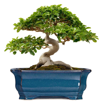 Bonsai Tree Pot - 13.7 Inch Large Ceramic Succulent Planter for Indoor Outdoor, Rectangle Plant Pot with Drainage