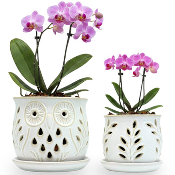 Set of 2 White Beige Vintage Owl and Leaves 4.5 + 6 Inch Orchid Pots with Holes, Premium Stoneware Ceramic Orchid