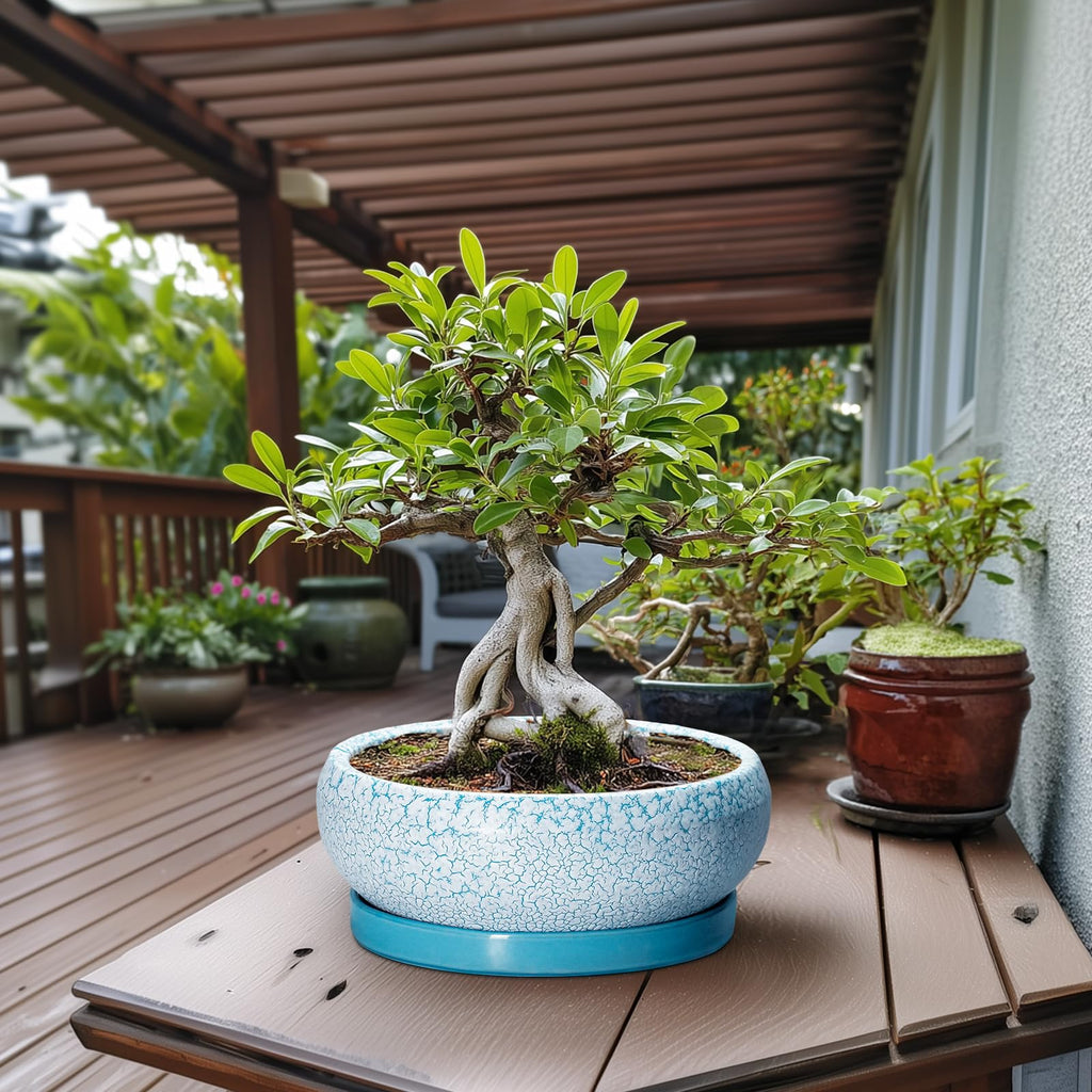Ceramic Bonsai Pots, 13 Inch Ceramic Succulent Pots Indoor, Blue