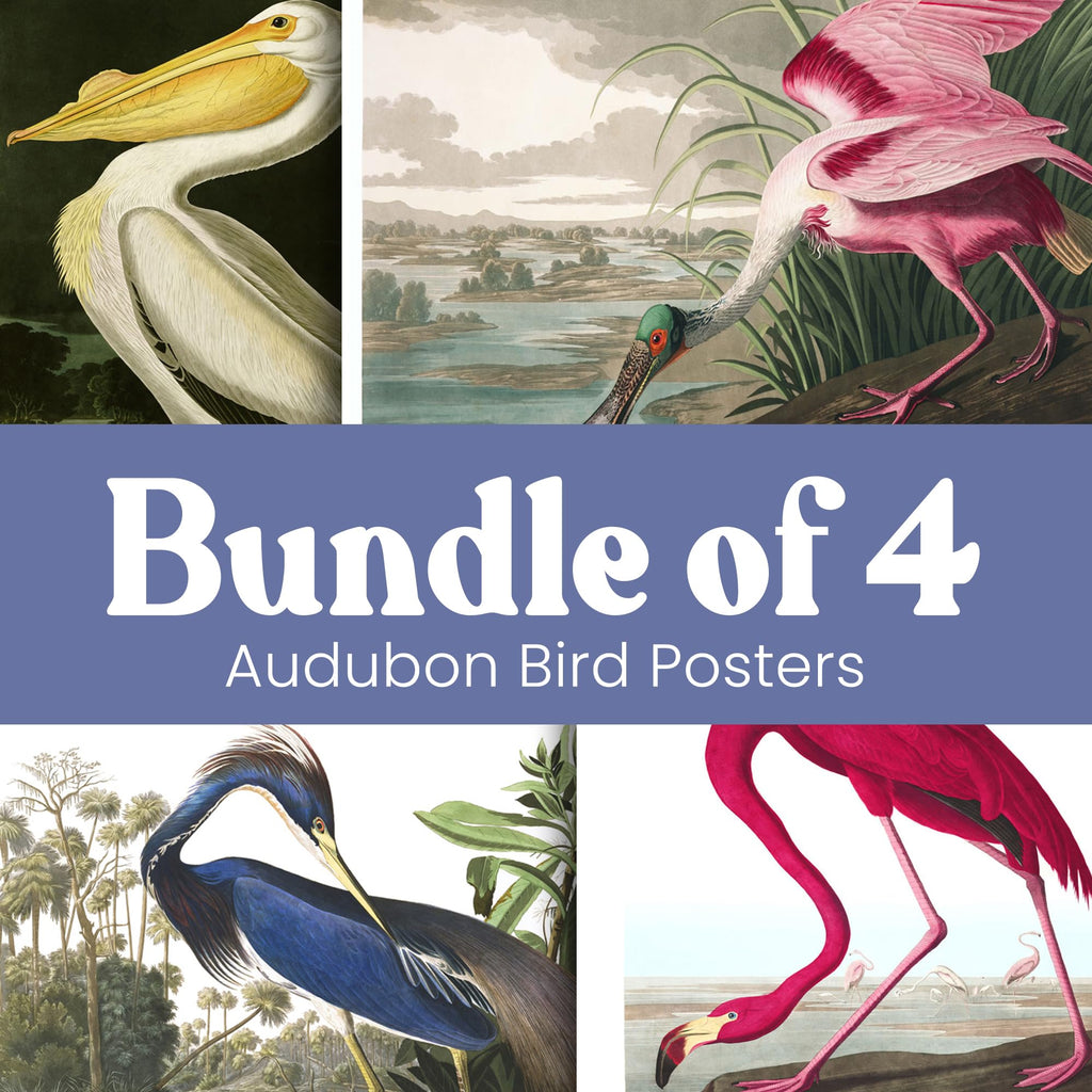 Birds Vintage Posters - Set of Wall Art Audubon Bird Poster Nature (12x16)