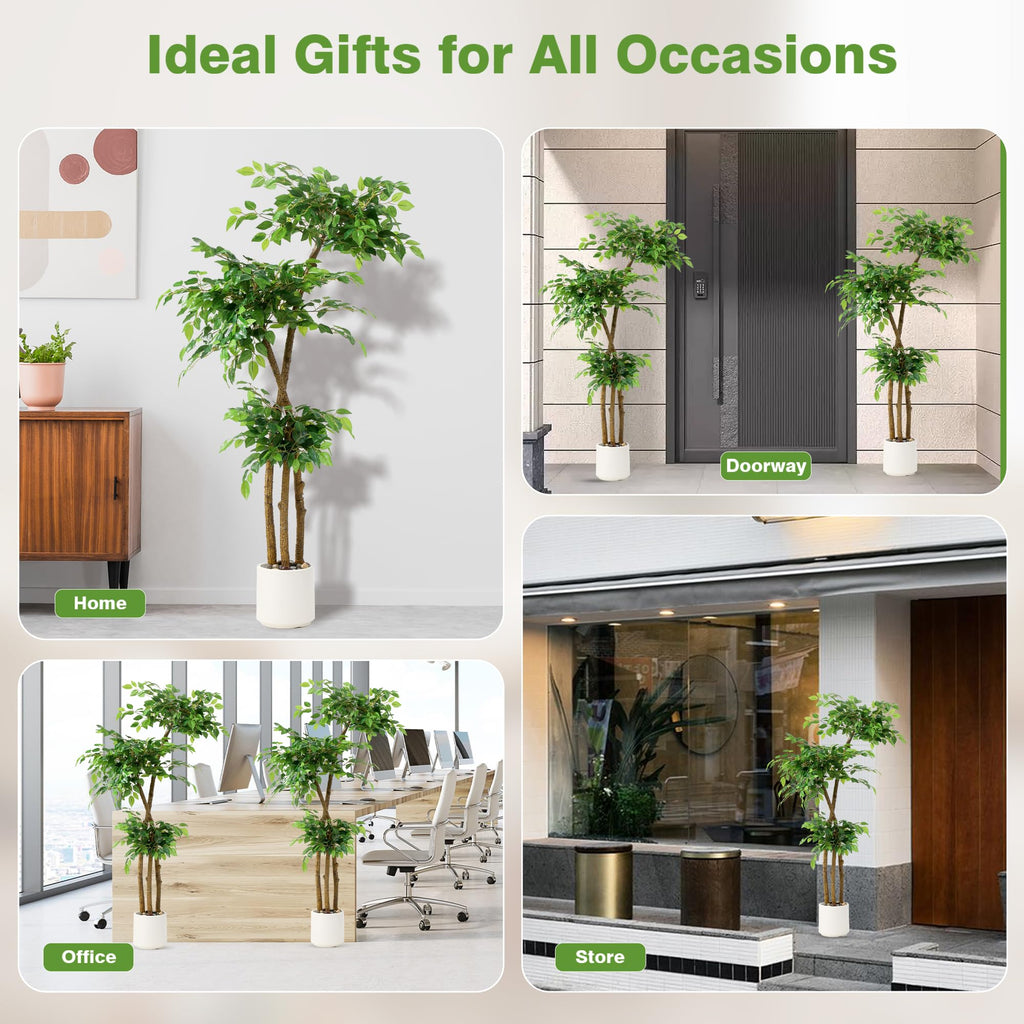 Ficus Tree with White Planter, Moss and Pebbles, 5FT