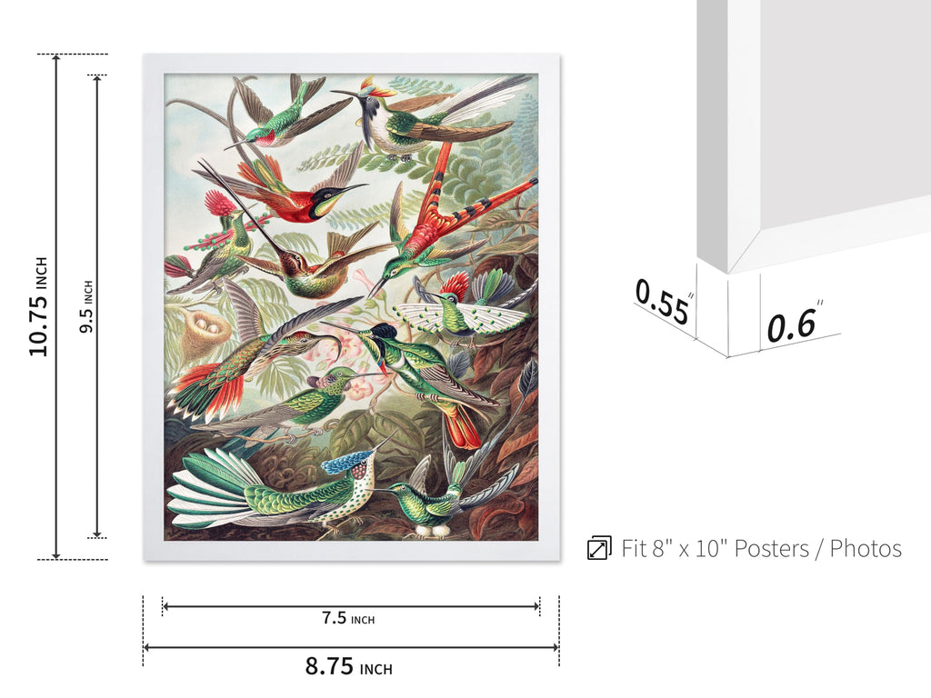 Master Vintage Ernst Haeckel Poster - Retro Animal Print - Gift for Artist, Friend - Hummingbirds, Trochilidae