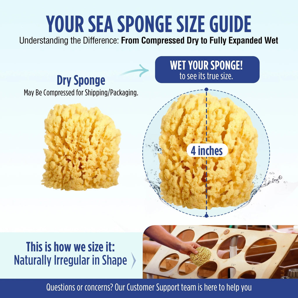 Buddy Natural Baby Bath Sponge 4in Soft Grass Sea Sponge, Soft on Baby's Tender Skin, Biodegradable, Hypoallergenic