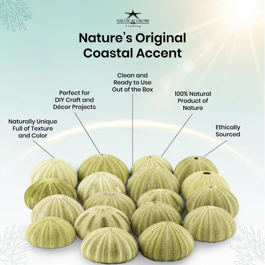 Sea Urchins Shells for Air Plants - 18 Green (1.75-2.5") Sea Urchin Shells - Hanging Air Plant Holder - Air Plants