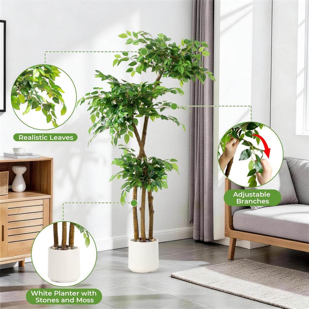 Ficus Tree with White Planter, Moss and Pebbles, 5FT