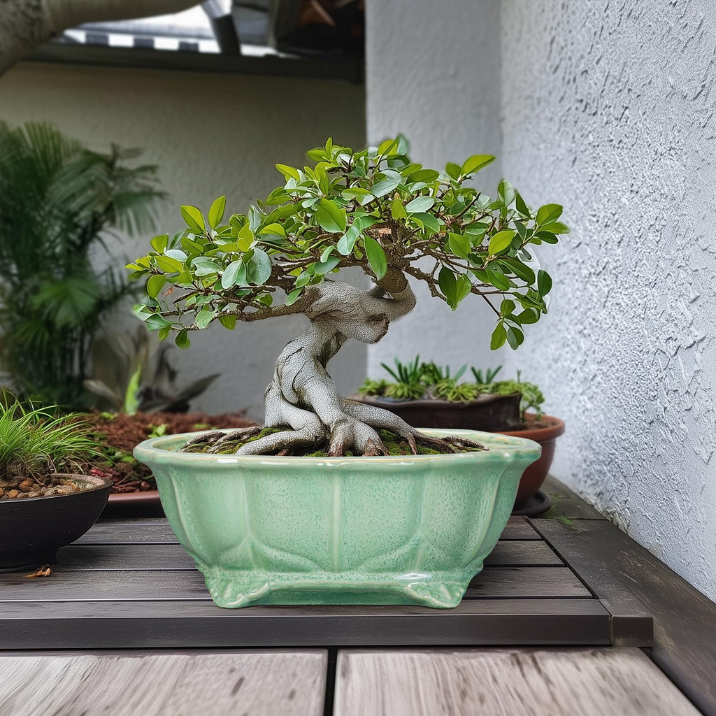 Bonsai Tree Pot - 13.2 Inch Large Ceramic Succulent Planter for Indoor Outdoor, Oval Plant Pot with Drainage Hole