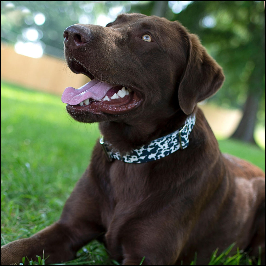 Dairy Cow Polyester Webbing (3/4 Inch, 5 Yards)