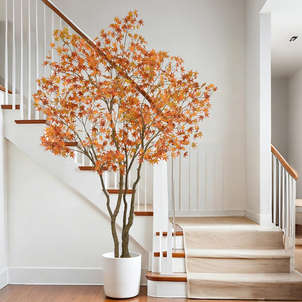 Maple Tree, 7 Feet