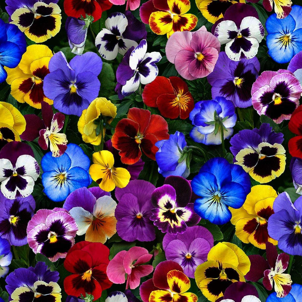 Cotton Lovely Pansies Pansy Flowers Floral Packed Multi Cotton Fabric Print by The Yard (475-multi)