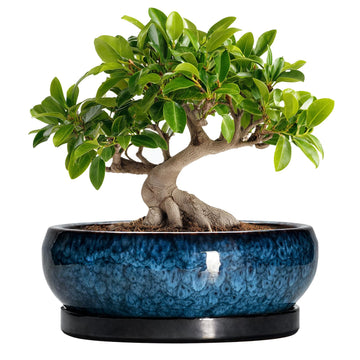 Bonsai Tree Pots 10 Inch - Ceramic Succulent Pot with Drainage Hole and Saucer, Bonsai Pots for Indoor Outdoor, Round