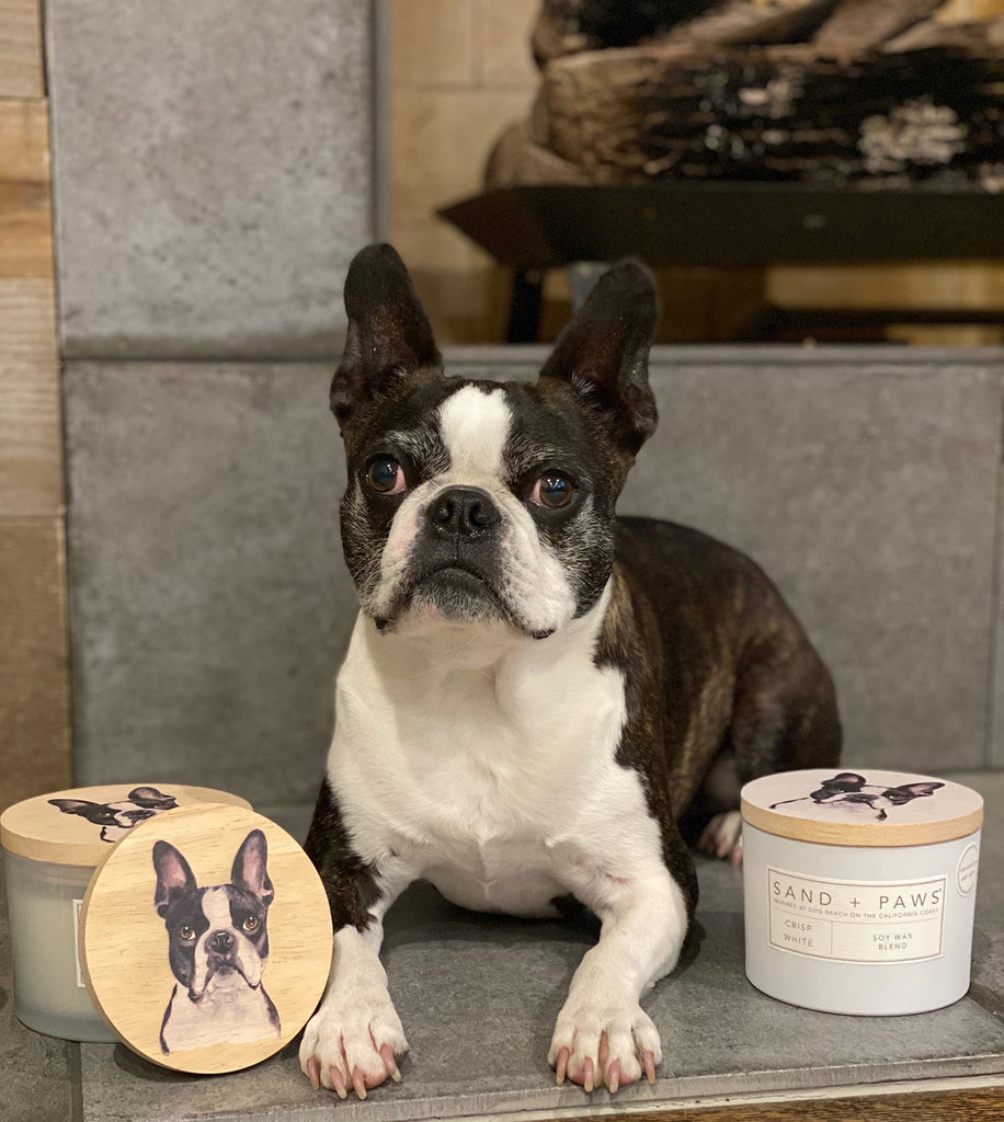 + Paws Scented Candle - Fresh Jasmine - Additional Scents and Sizes -Luxurious Air Freshening Jar Candles Neutralize