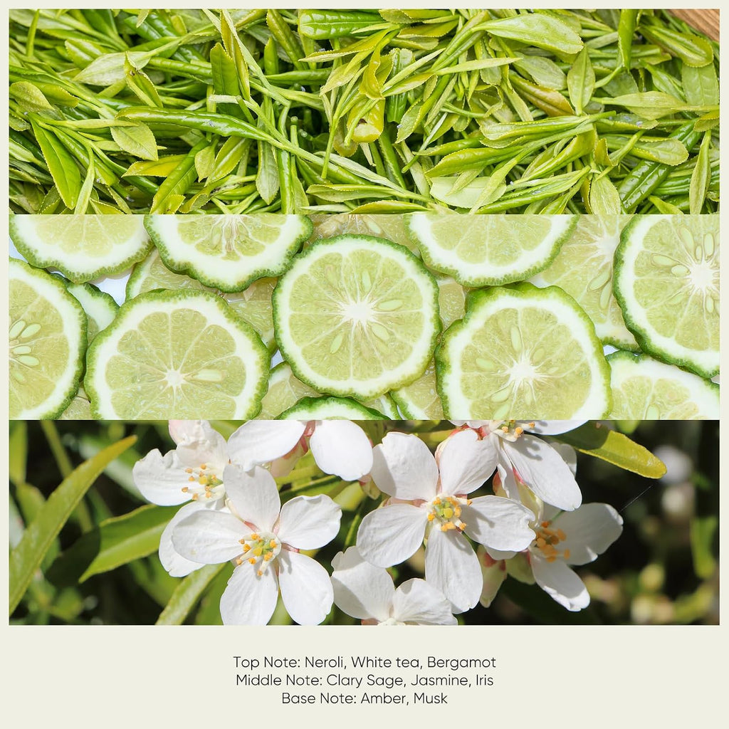 White Tea Diffuser Oil - Essential Oil for Diffuser, Air Freshener & Room Spray - Long-Lasting with Notes of Tea - Set of 85
