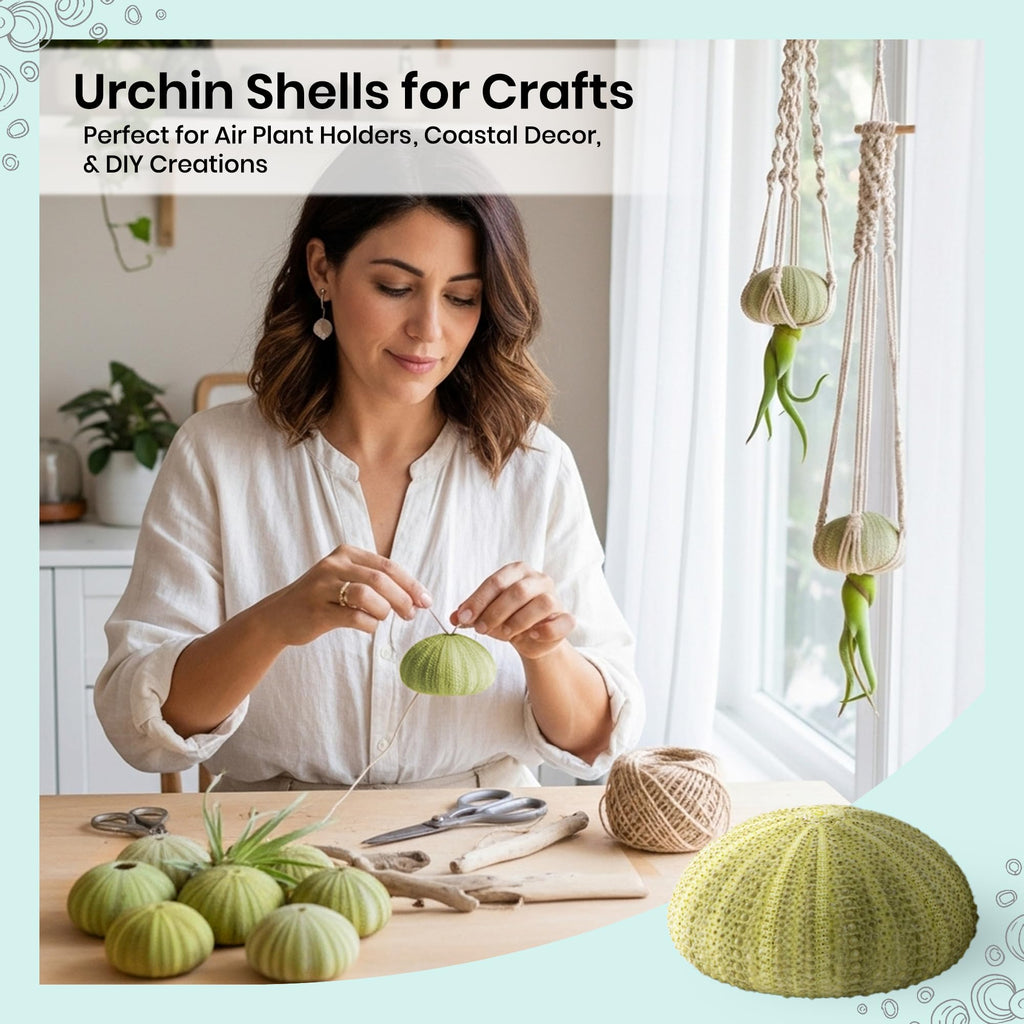 Sea Urchins Shells for Air Plants - 18 Green (1.75-2.5") Sea Urchin Shells - Hanging Air Plant Holder - Air Plants