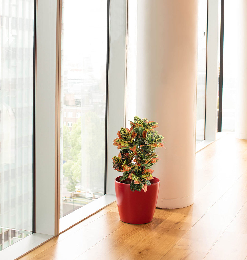 Artificial Croton Plant, 39inch Faux Fiddle Leaf fig Tree, Artificial Trees Decor, Ficus Lyrata Tree with Plastic