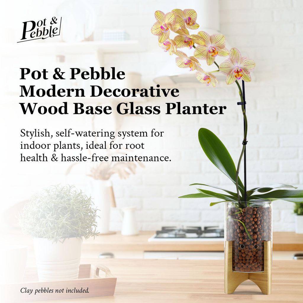 C6 Glass Propagation Vase, Wood Base - LECA Orchid Planter
