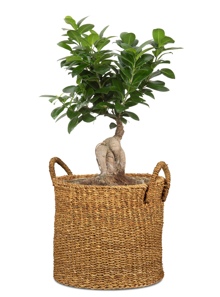 Seagrass 33, Basket Planter/Basket Planter/Basket Pot with Seagrass Handles, Colour: Groove, 35 cm Diameter, 31 cm