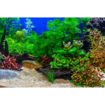 Aquarium Background Underwater Grass Leaves with Pebble Aquarium Backdrop Vivid and Fresh Green Aquatic Plant Stone