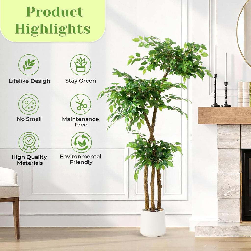 Ficus Tree with White Planter, Moss and Pebbles, 5FT