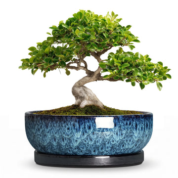 Bonsai Pots, 10 Inch Ceramic Succulent Pots with Saucer, Blue